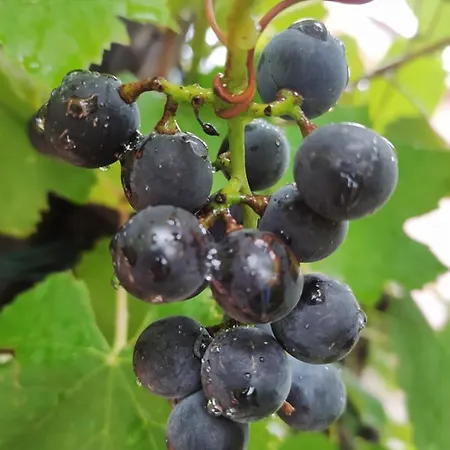 Lägenhet Seosko Domacinstvo Radivojevic *