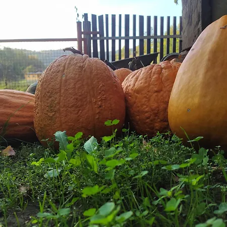 Seosko Domacinstvo Radivojevic Lägenhet Kraljevo