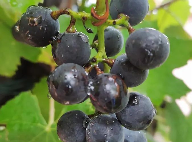 Daire Seosko Domacinstvo Radivojevic *