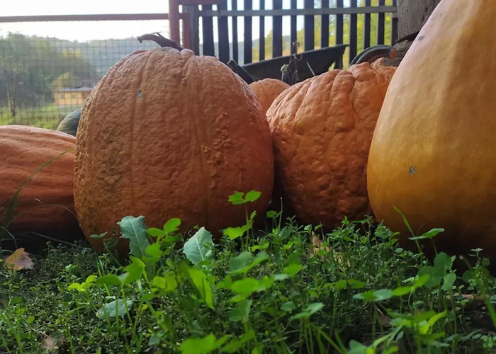 Seosko Domacinstvo Radivojevic Daire Kraljevo