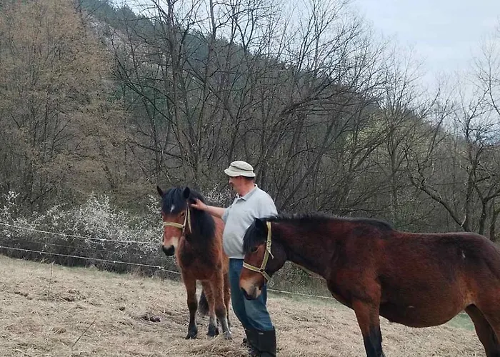 Seosko Domacinstvo Radivojevic Daire